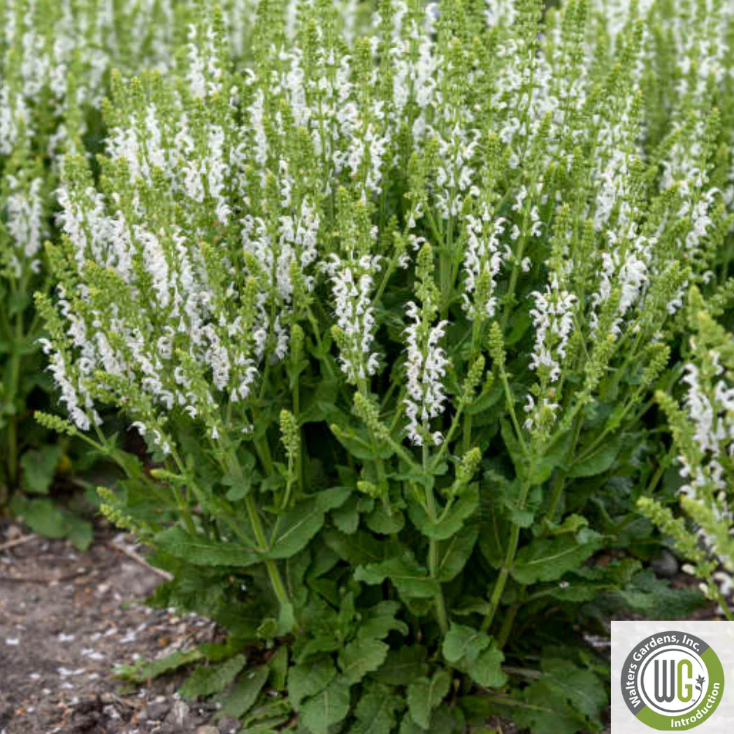 'White Profusion' Salvia | Salvia nemorosa - Image 3