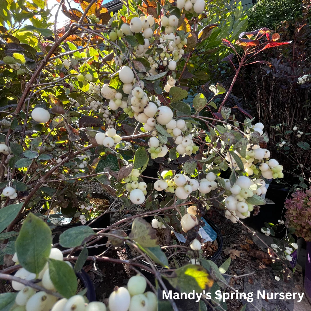 White Snowberry | Symphoricarpos albus - Image 3