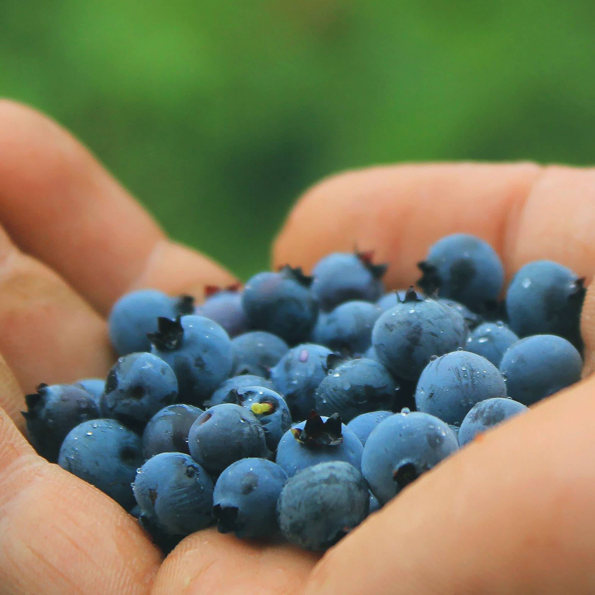 Wild Blueberry Preserve - Image 4