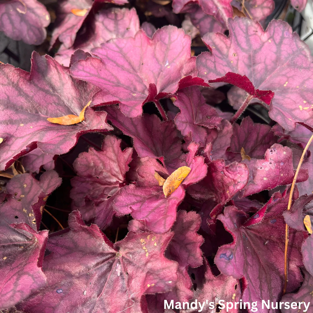 'Wild Rose' Coral Bells | Heuchera - Image 3
