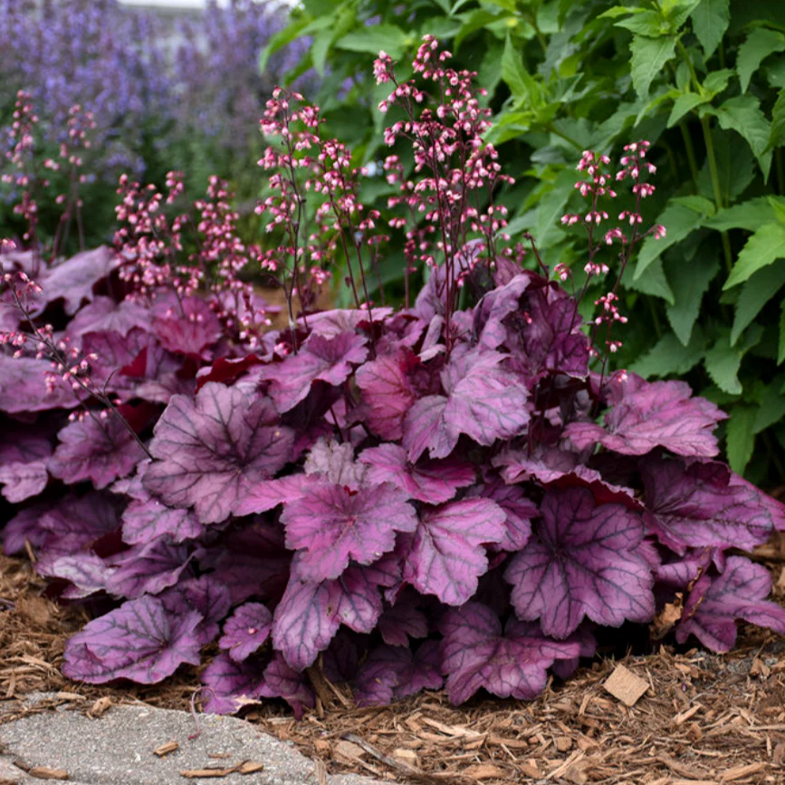'Wild Rose' Coral Bells | Heuchera - Image 4