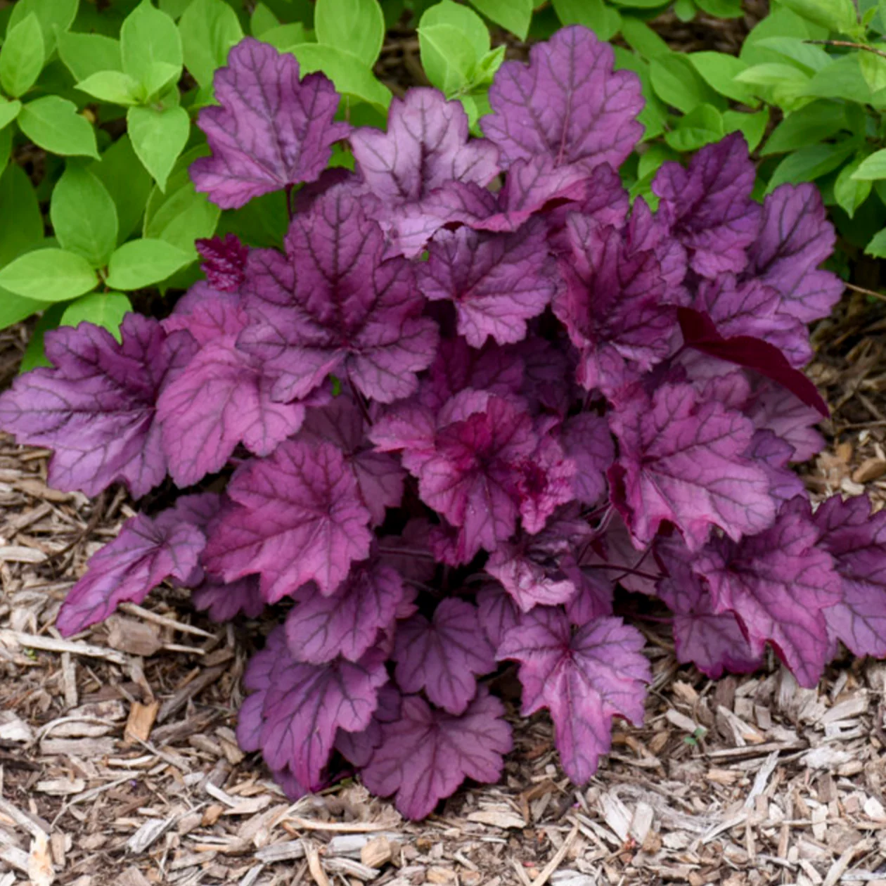 'Wild Rose' Coral Bells | Heuchera - Image 5