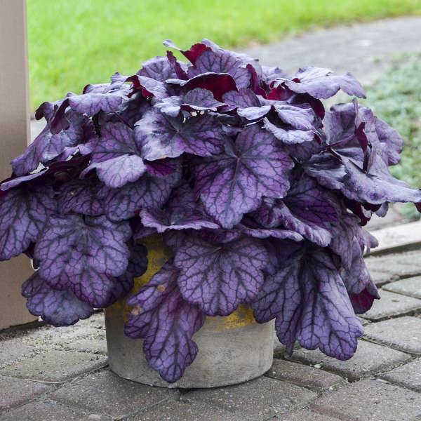 'Wild Rose' Coral Bells | Heuchera - Image 6