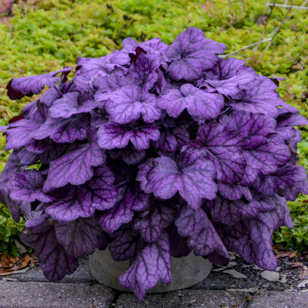 'Wild Rose' Coral Bells | Heuchera - Image 7