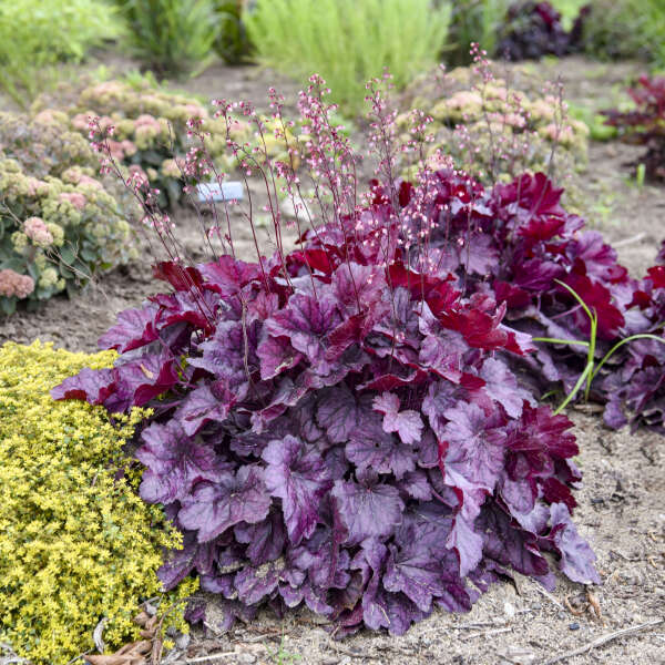 'Wild Rose' Coral Bells | Heuchera - Image 8