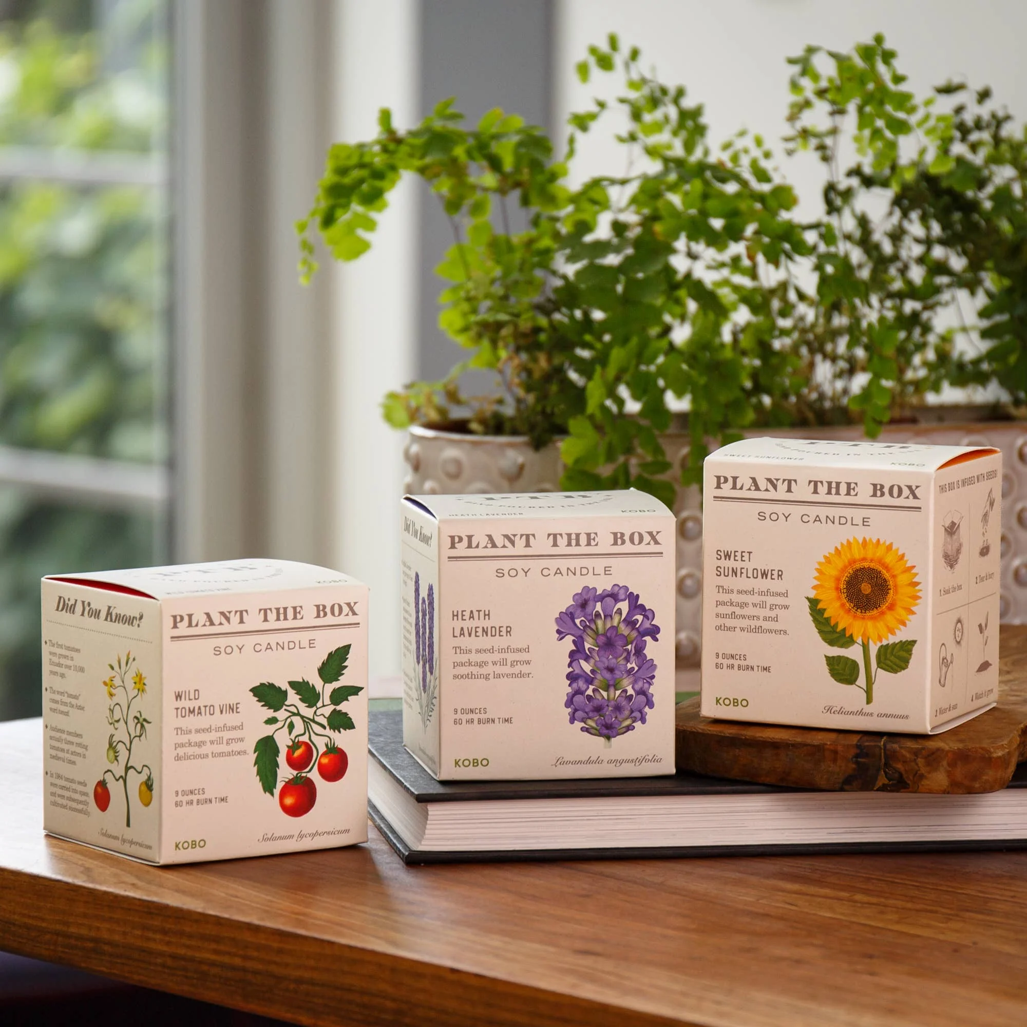 Wild Tomato Vine - Plant the Box Candle - 9oz. - Image 7
