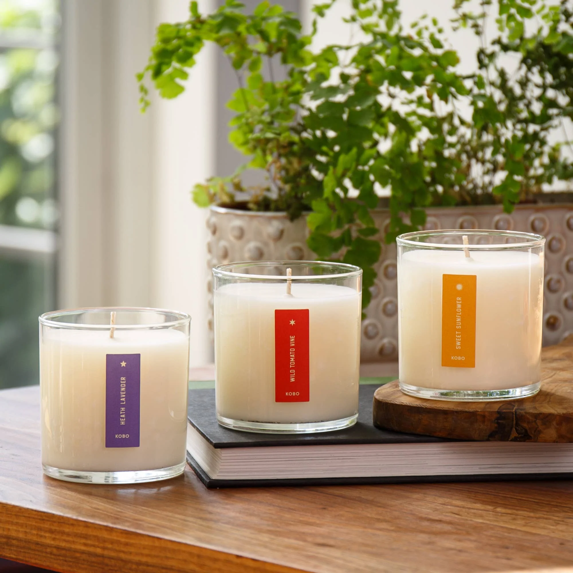Wild Tomato Vine - Plant the Box Candle - 9oz. - Image 8