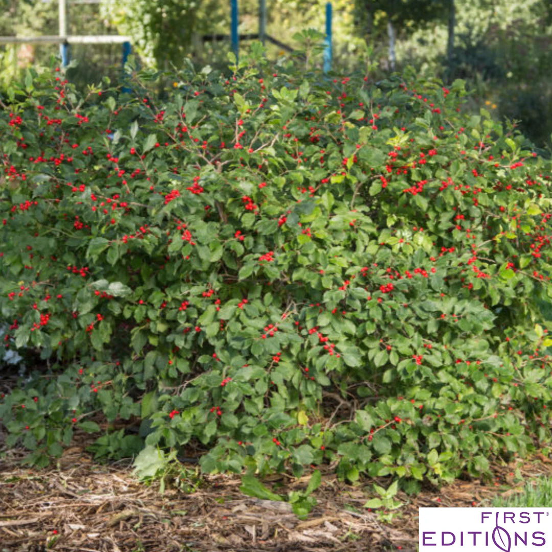 Wildfire™ Winterberry | Ilex verticillata - Image 3