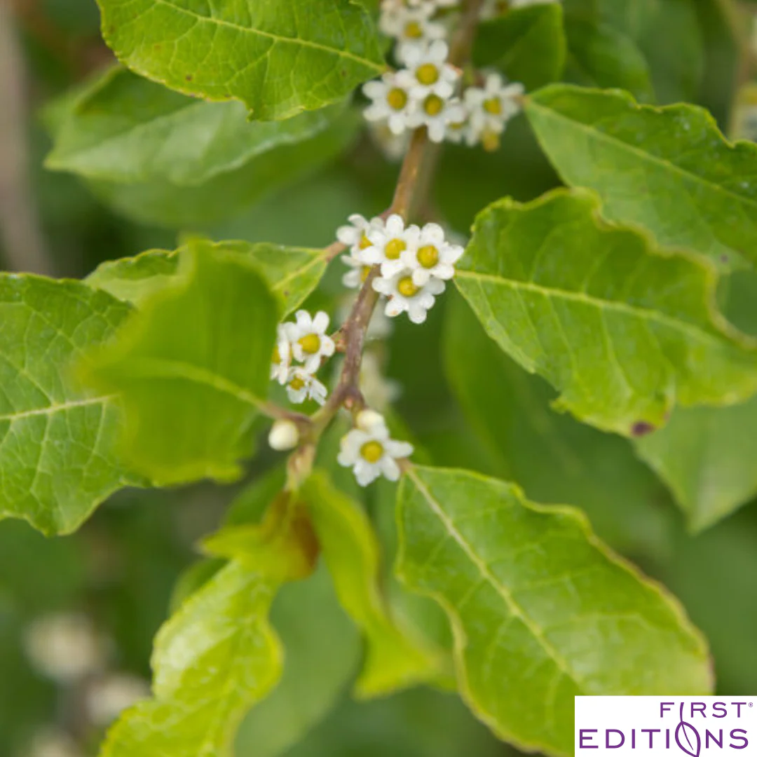 Wildfire™ Winterberry | Ilex verticillata - Image 4