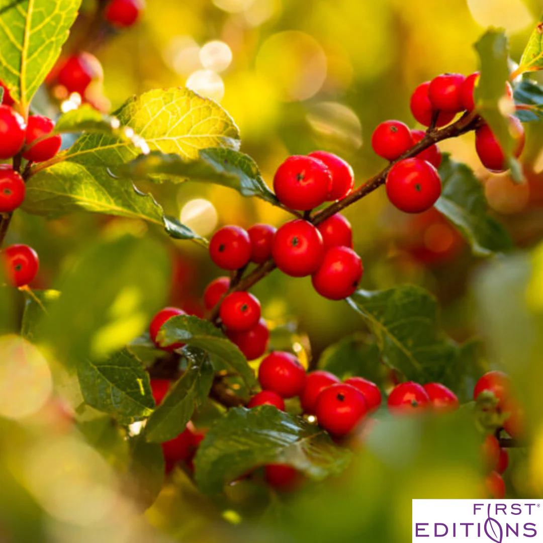 Wildfire™ Winterberry | Ilex verticillata - Image 5