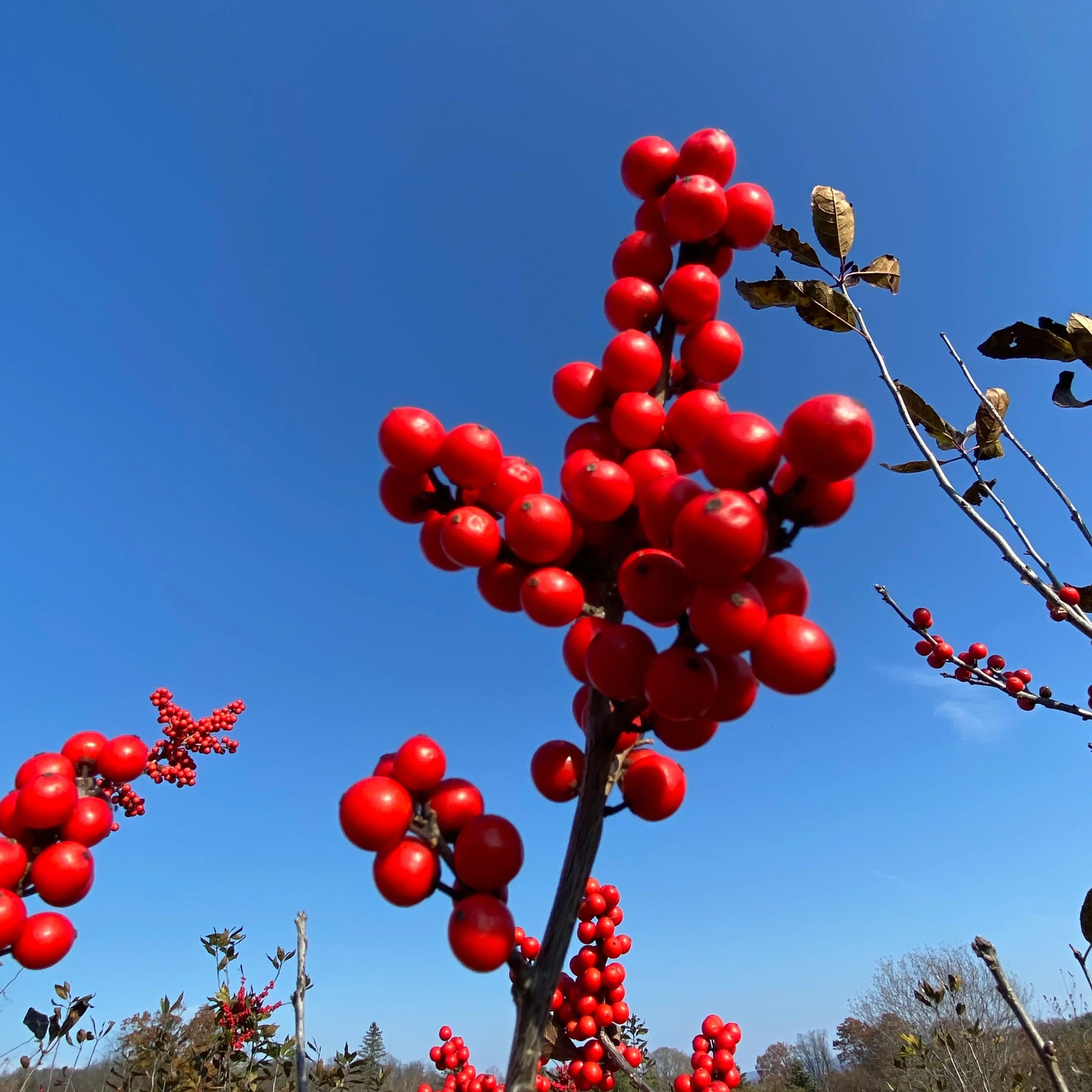 Wildfire™ Winterberry | Ilex verticillata - Image 6