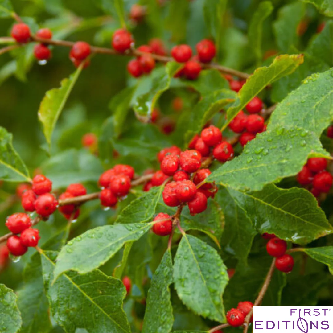 Wildfire™ Winterberry | Ilex verticillata - Image 7