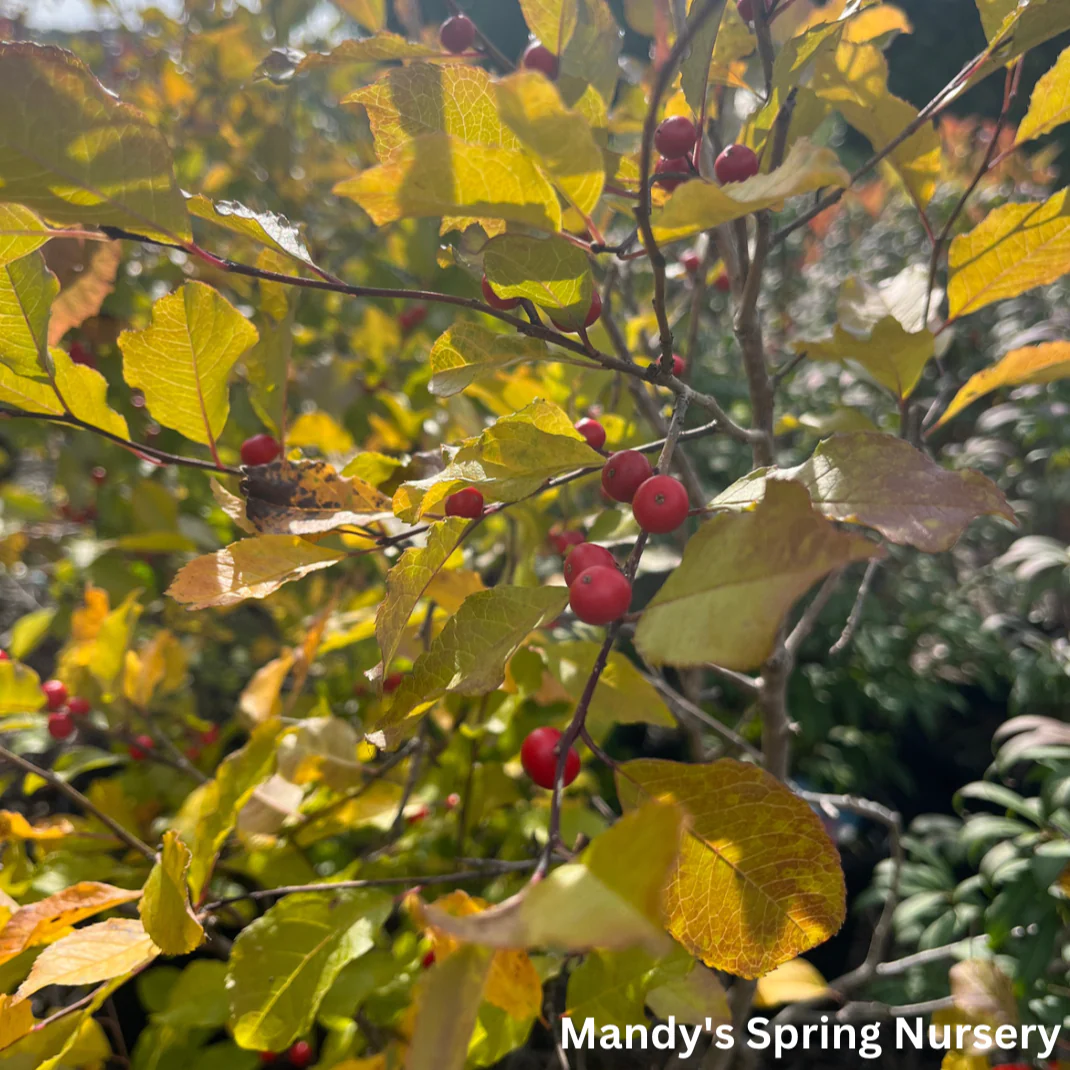 Wildfire™ Winterberry | Ilex verticillata - Image 8