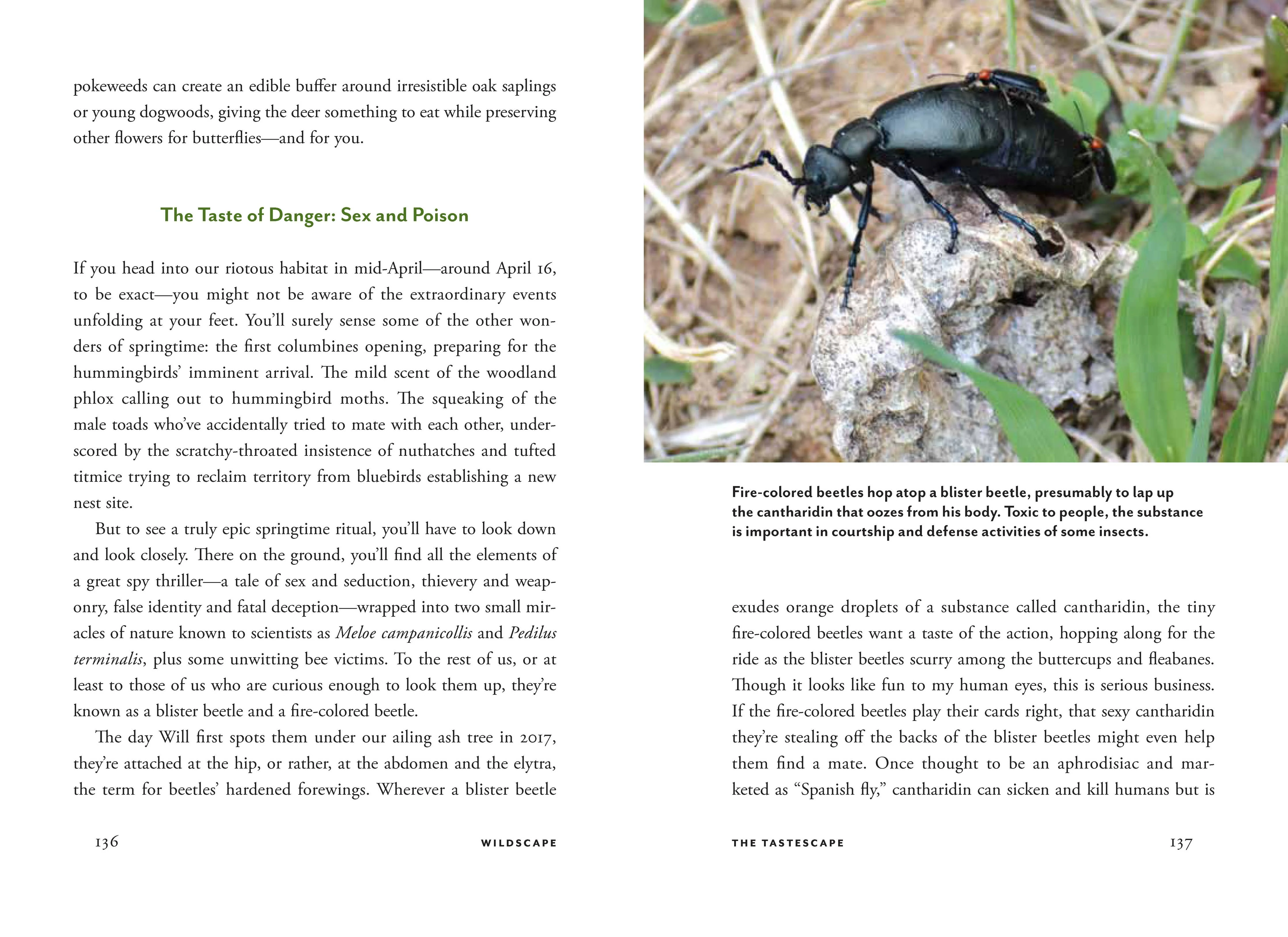 Wildscape - Image 10