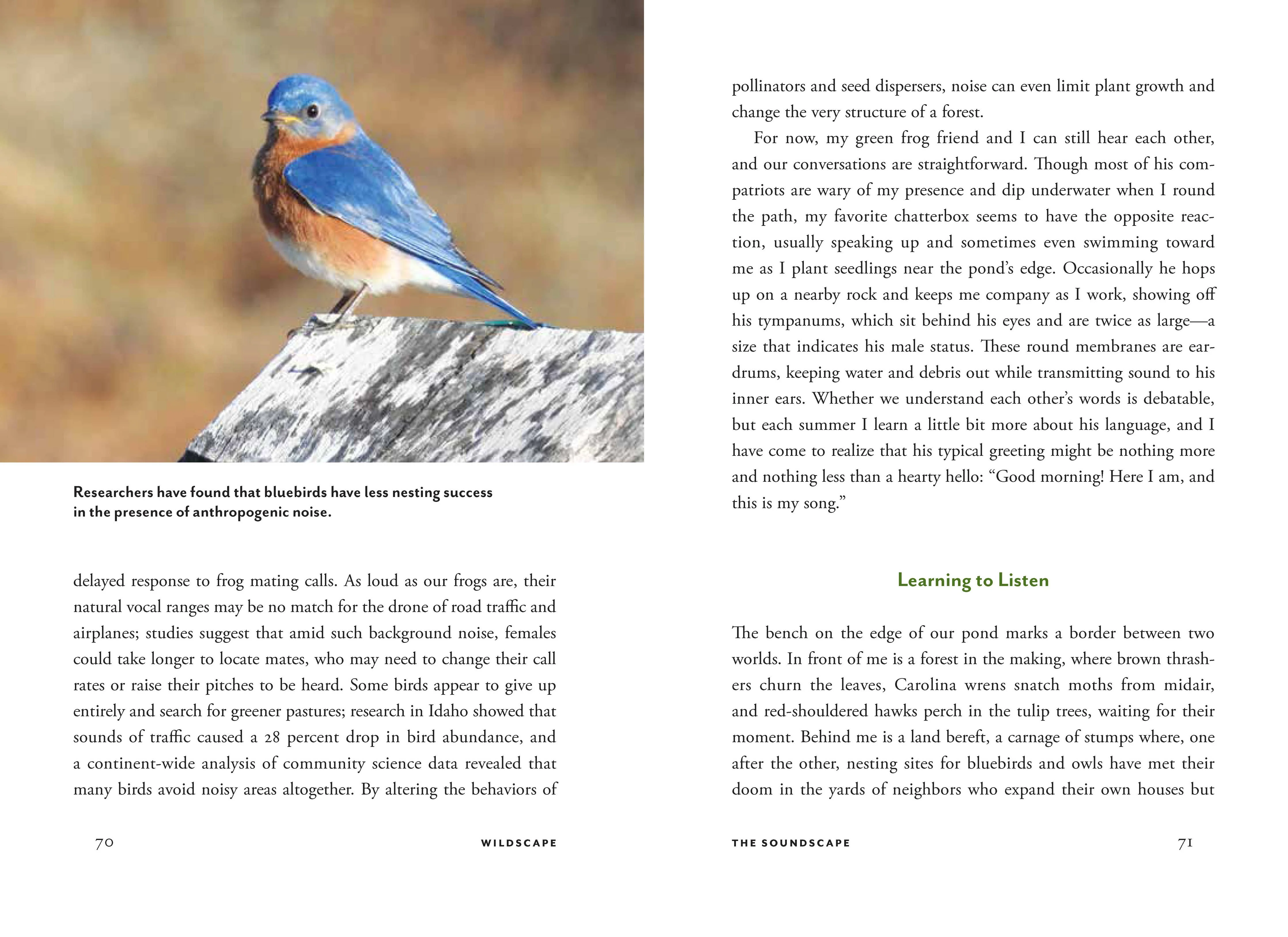 Wildscape - Image 8