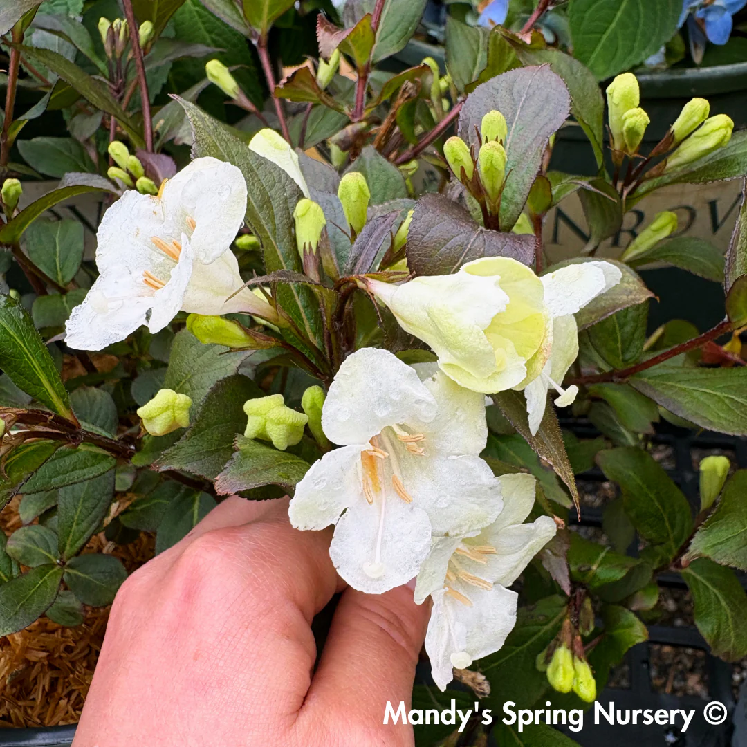 Best Selling Plants