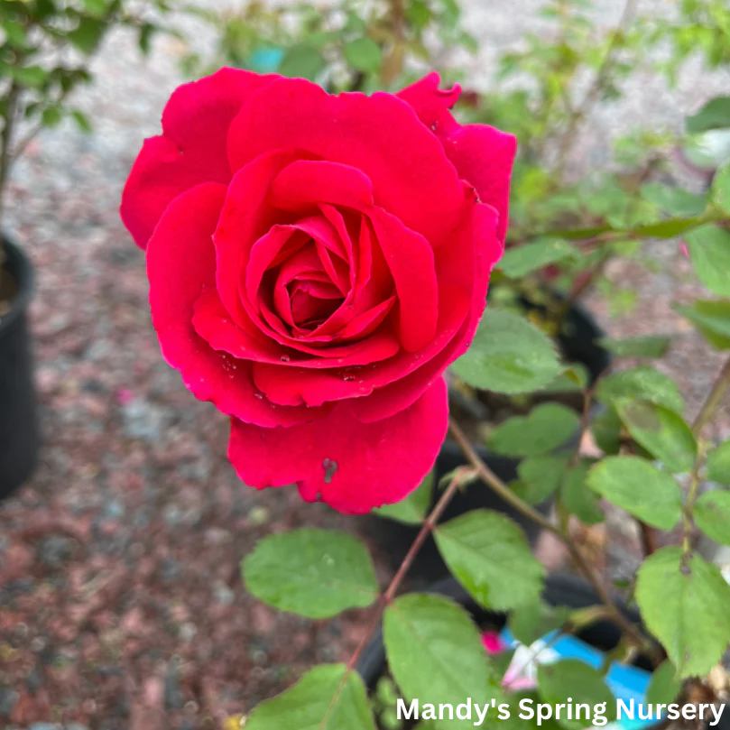 Winnipeg Parks Rose | Rosa