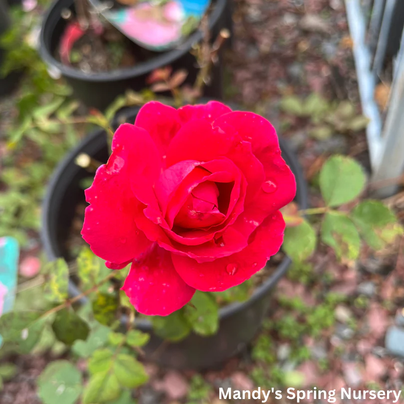 Winnipeg Parks Rose | Rosa - Image 2