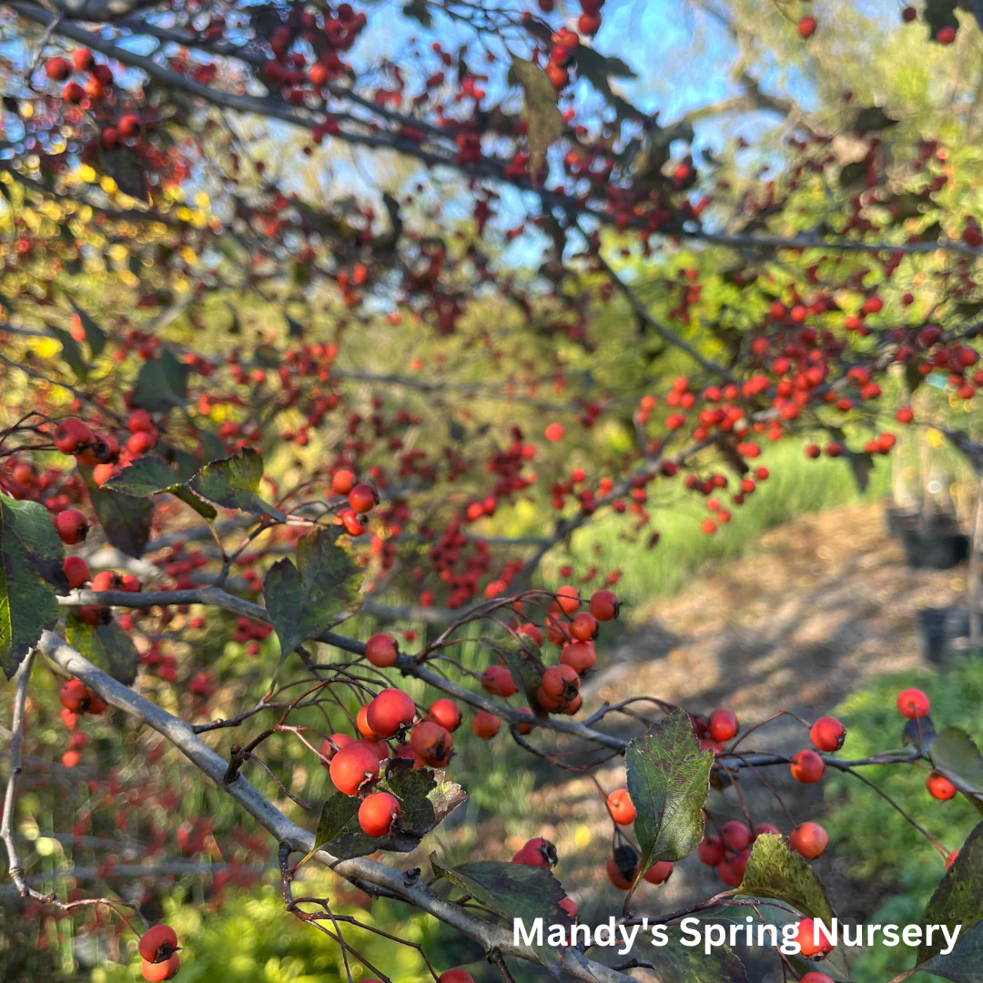 Winter King Hawthorn | Crataegus viridis 'Winter King' - Image 6