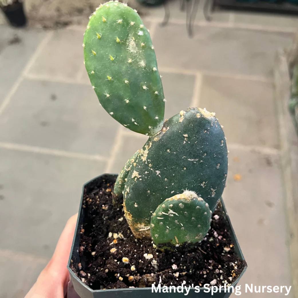 Woolyjoint Prickly Pear Cactus | Opuntia tomentosa - Image 2