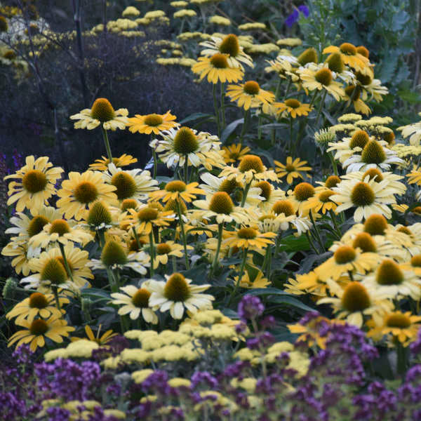 'Yellow My Darling' Coneflower | Echinacea hybrid - Image 2