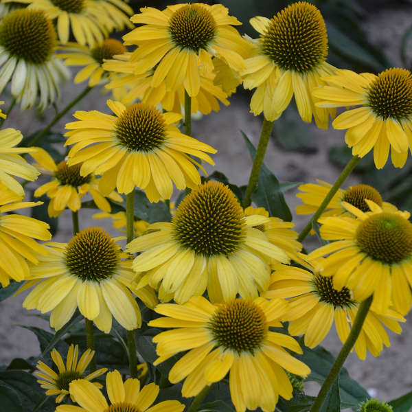 'Yellow My Darling' Coneflower | Echinacea hybrid - Image 3