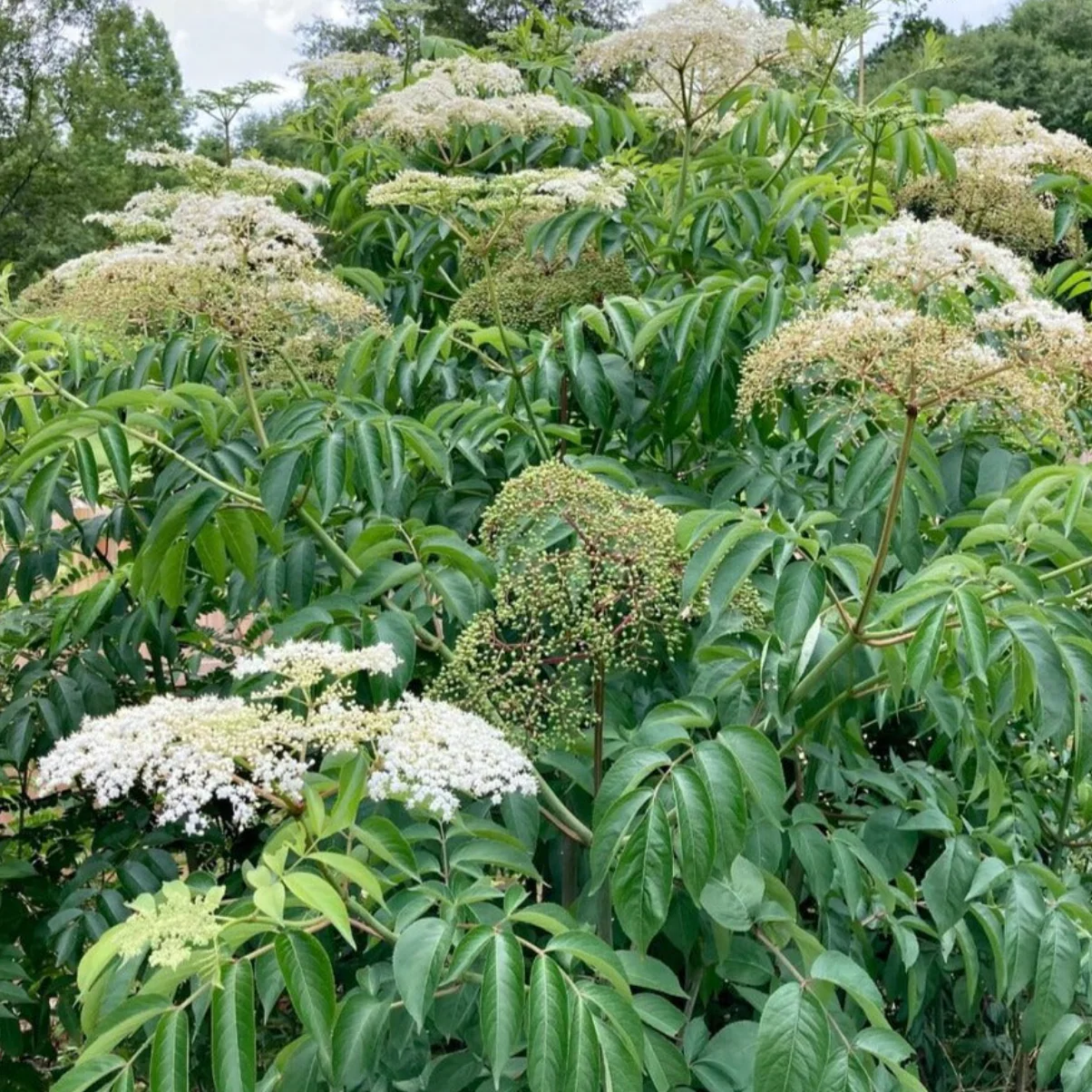 York Elderberry | Sambucus canadensis - Image 2