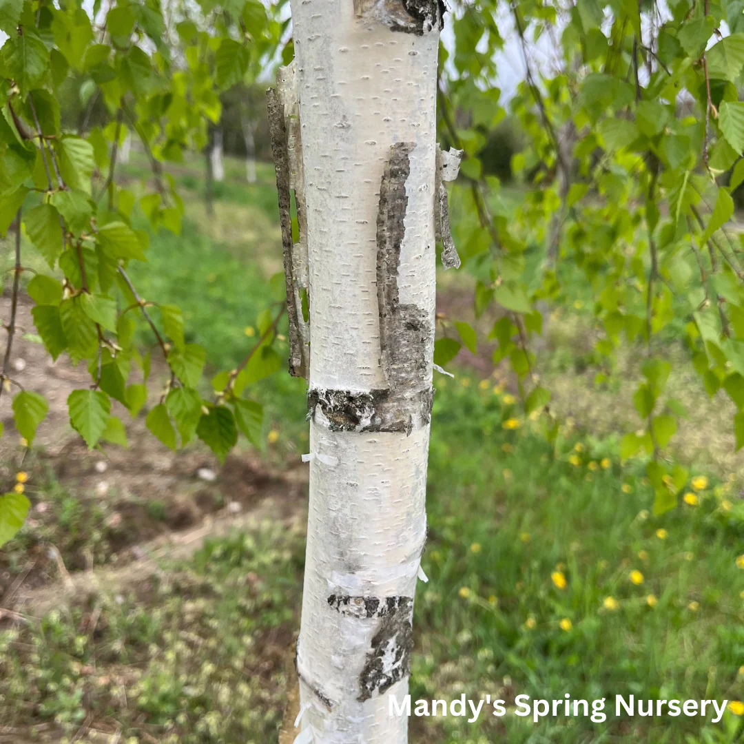 Young's Weeping Birch | Betula pendula 'Youngii' - Image 3