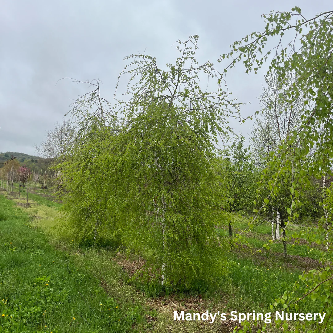 Young's Weeping Birch | Betula pendula 'Youngii' - Image 4