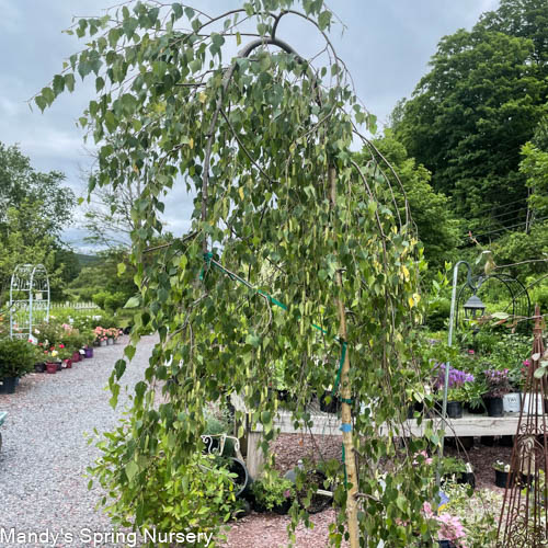 Young's Weeping Birch | Betula pendula 'Youngii' - Image 5