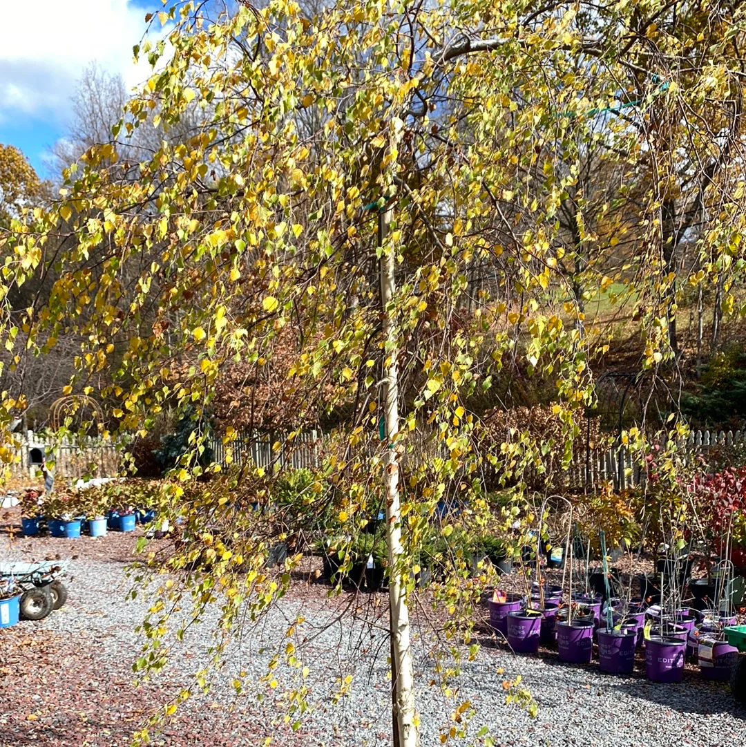 Young's Weeping Birch | Betula pendula 'Youngii' - Image 7
