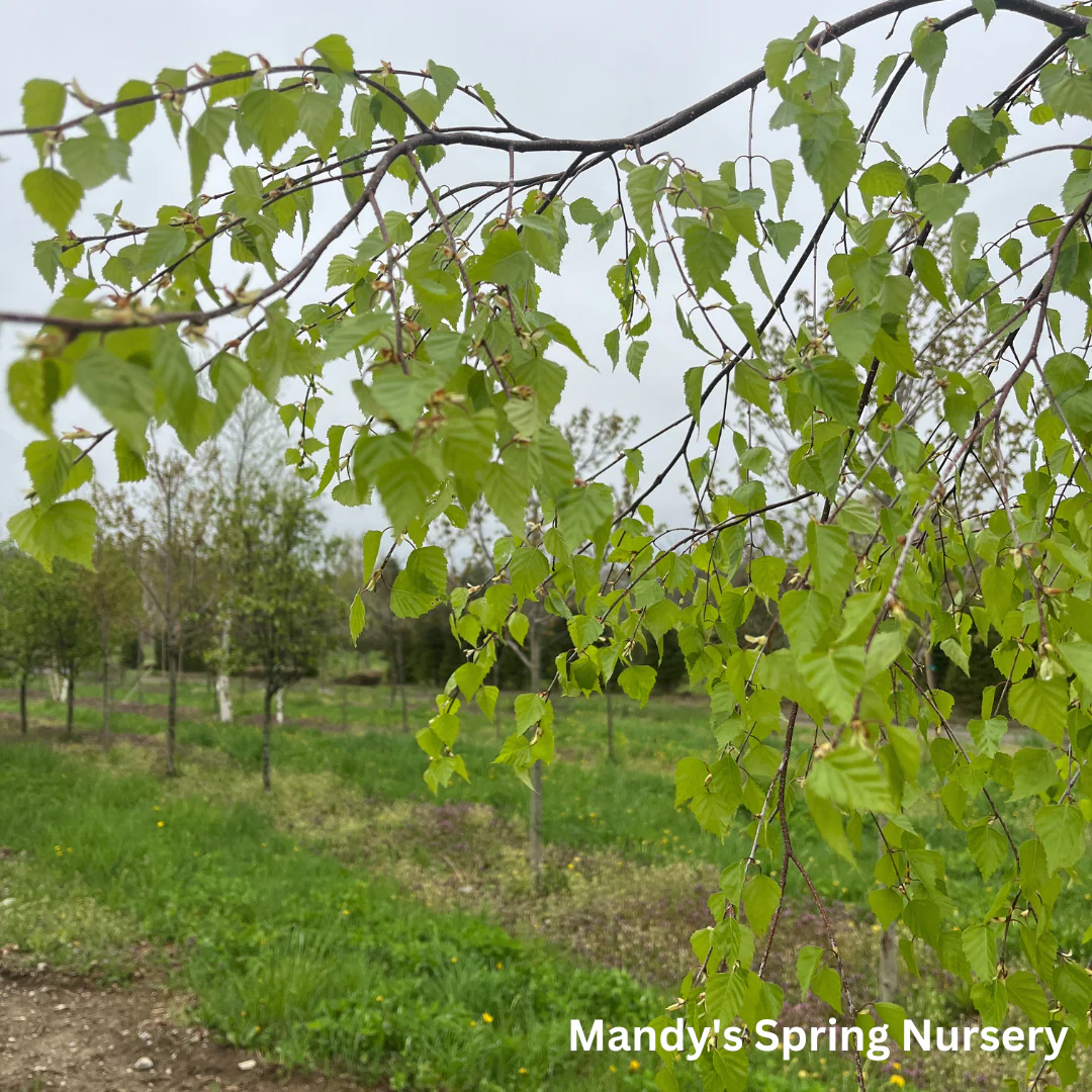 Young's Weeping Birch | Betula pendula 'Youngii' - Image 9