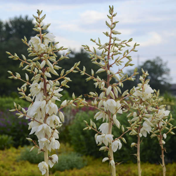 Color Guard Yucca | Yucca filamentosa - Image 3