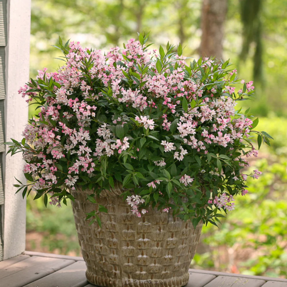 Yuki Cherry Blossom® Deutzia - Image 3