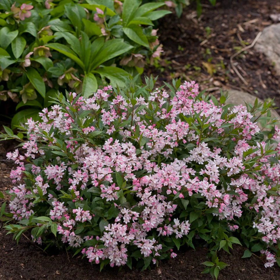 Yuki Cherry Blossom® Deutzia - Image 4